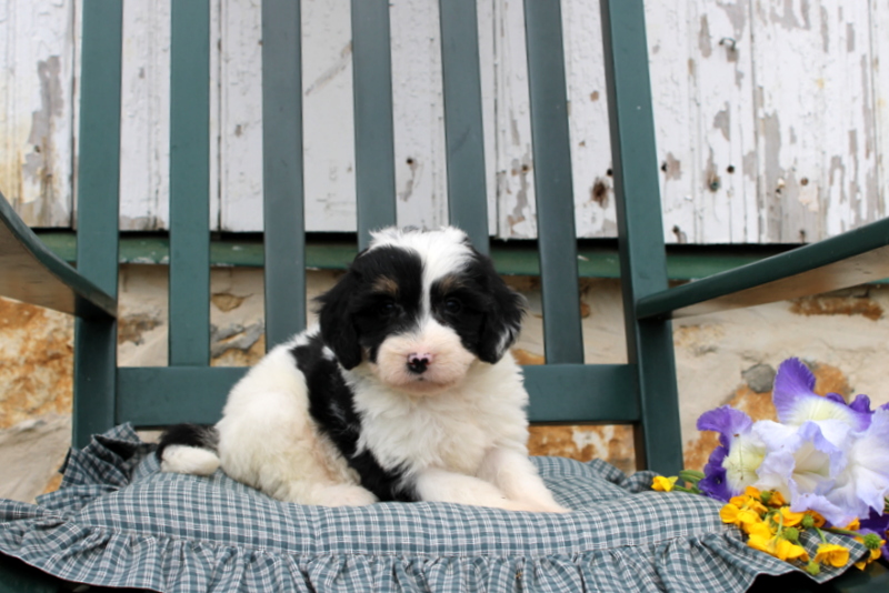 puppy, for, sale, Mini Bernedoodle F2, Matthew B. Stoltzfus, dog, breeder, Gap, PA, dog-breeder, puppy-for-sale, forsale, nearby, find, puppyfind, locator, puppylocator, aca